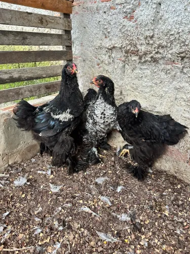 Franguinhos Brahma dark 