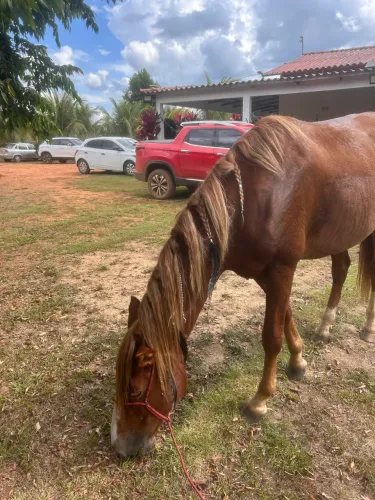 Cavalo 