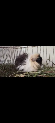 Porquinho da índia macho
