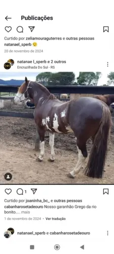 Cavalo crioulo