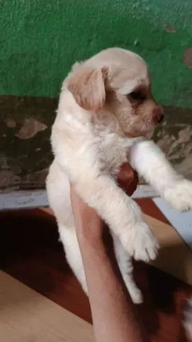 Cachorro poodles filhote tamanho 2