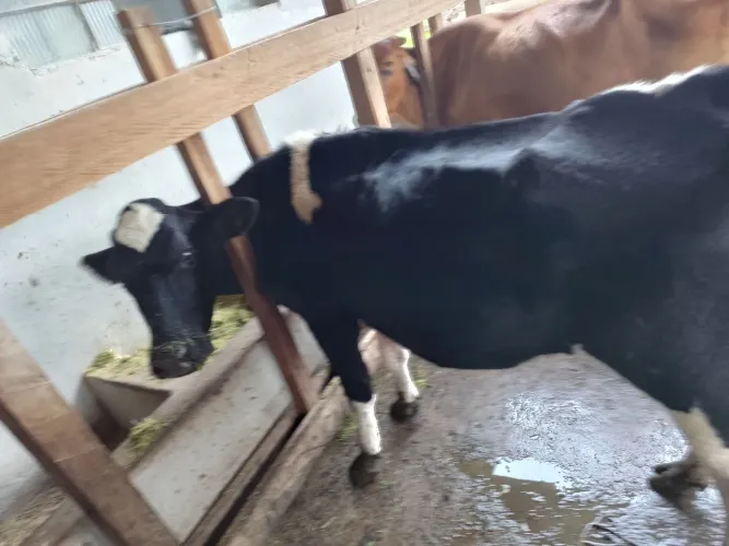 Vaca primeira cria sem bezerro