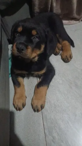 Filhote de rottweiler