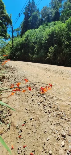vendo chácara Bocaiuva do sul,23 mil m², escriturada e Registrada