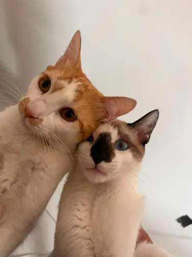 2 gatinhos macho 