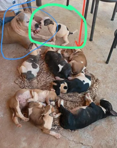 Vendo cachorro filhote de Pitbull $ 250 cada