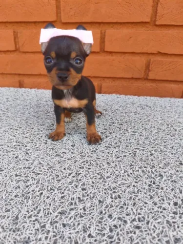 Filhotes de Pinscher prontos para um lar - peça mais informações!