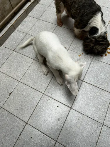 Cachorro adoção 