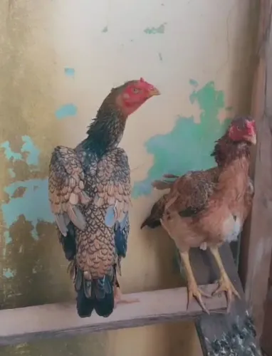 Galinha índia