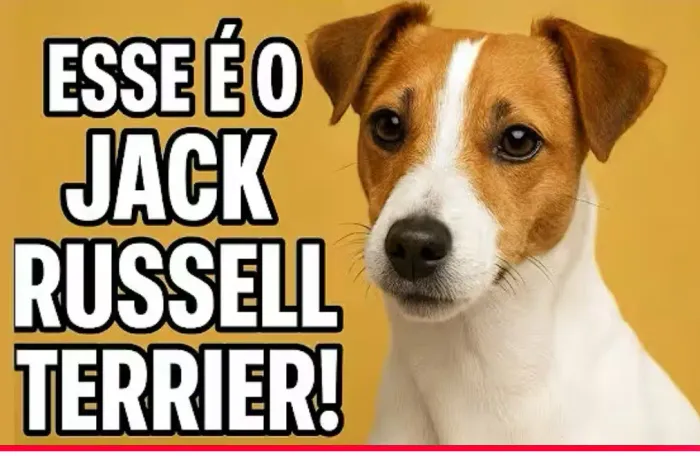 Pesquisando cachorro da RAÇA JACK RUSSEL TERRIER