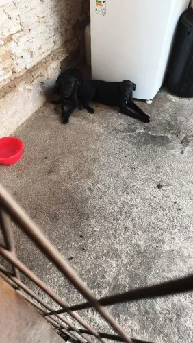 2 cachorrinha 