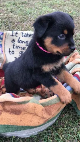 Filhote rottweiler, Cãopanheiros fiéis e cheios de amor disponíveis agora!