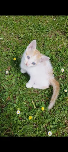 Gatinhos para adoção 