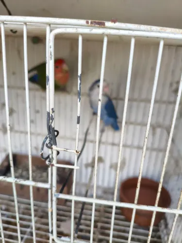 Poleiros