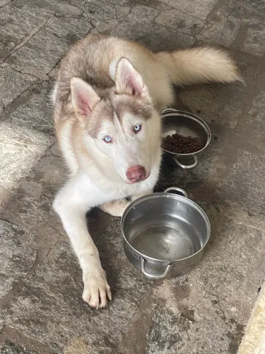 husky siberiano macho 