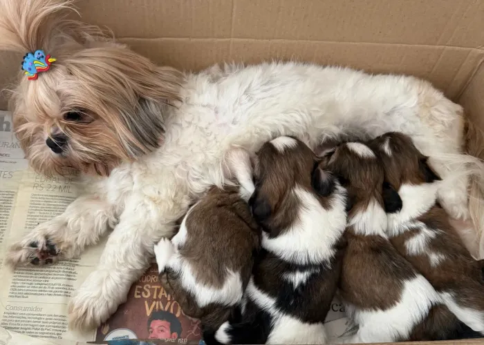 Filhote de Shih Tzu!