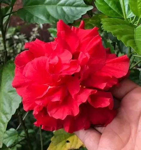 Muda de hibisco 