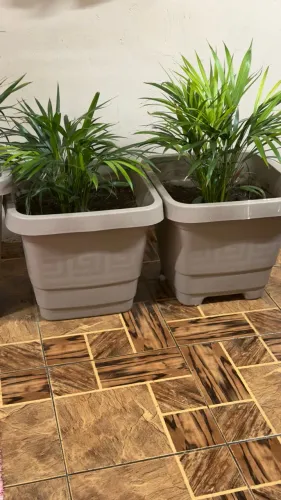 Palmeira Areca com vaso