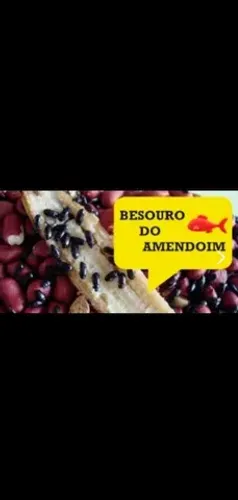 Larvas de besouros