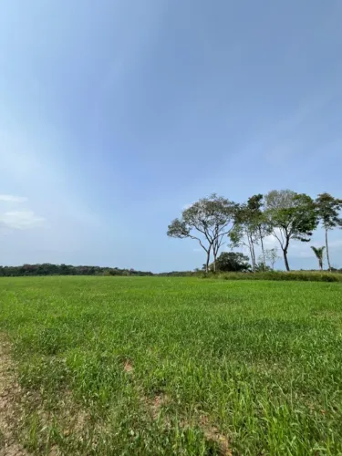Fazenda em Alto Alegre RR