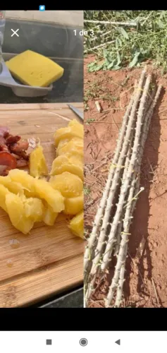 Rama de mandioca brs 399