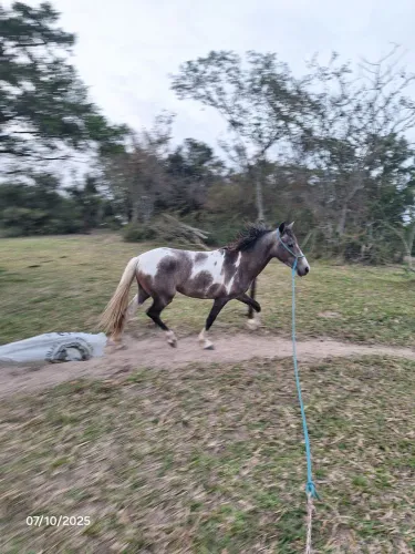 Mangalarga marchador registrado
