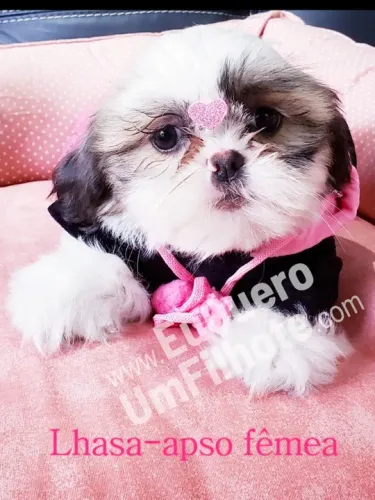 Lhasa Apso Mini Macho Pequeno, Pelagem Linda e Macia