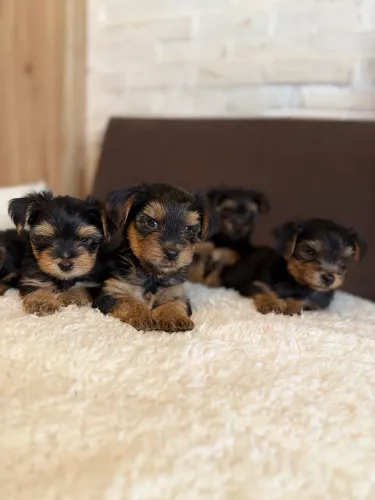 Os mais perfeitos bebês yorkshire