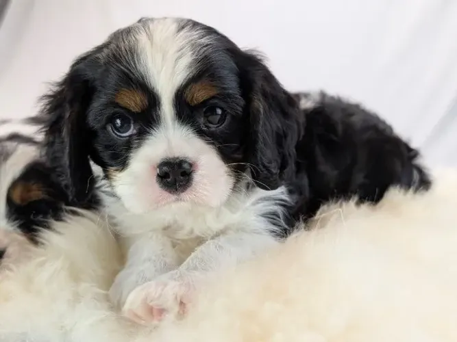 Cavalier King Charles Spaniel com estrutura impecável e pedigree