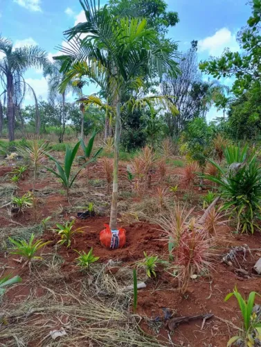 Palmeira Carpentaria: Elegância Tropical para o Seu Jardim!