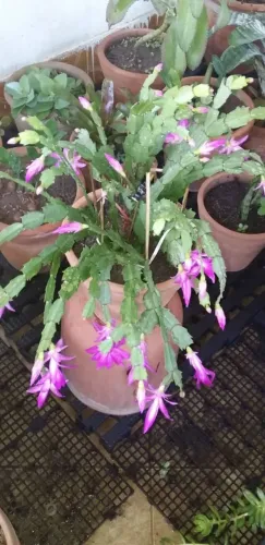 Flor De Maio- Lindo!