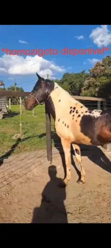 Cavalo 