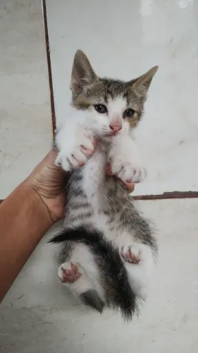 Gatinho filhote para adoção 