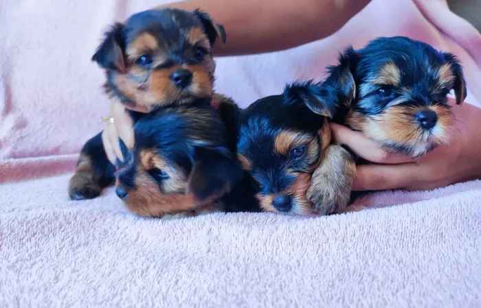 Yorkshire Terrier 