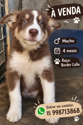Vendo filhote de border collie 