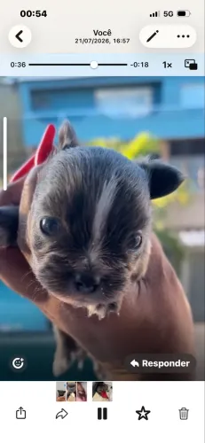 Belo macho de chihuahua Azul ?