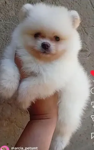 Spitz alemão macho branco