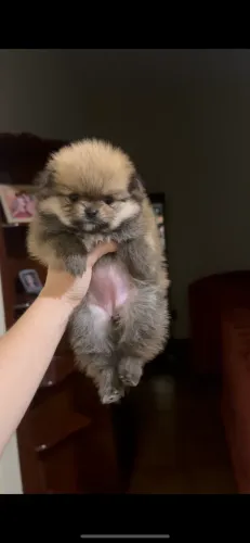 Lulu da pomerania anã fêmea estilo ursinho laranja