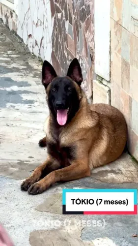 Cachorro