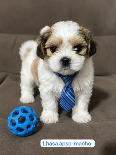Filhotes Que Vão Fazer Você Sorrir Lhasa Apso macho 