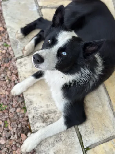 Cachorro