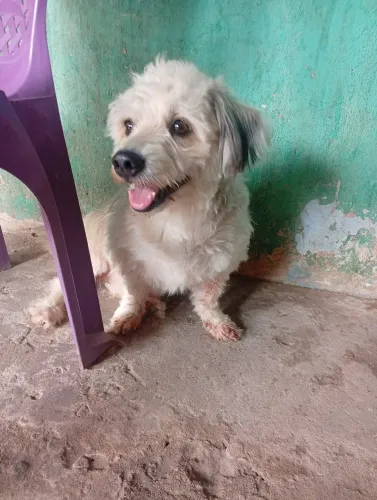 Cachorro pra vender 