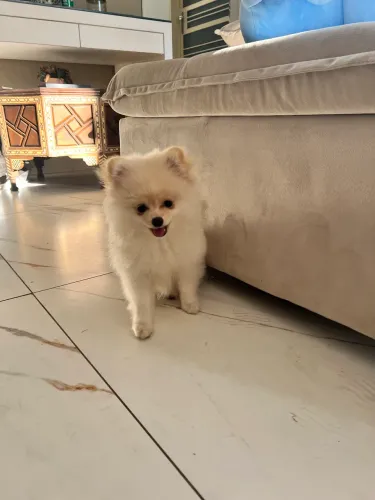 Lulu da Pomeranea 