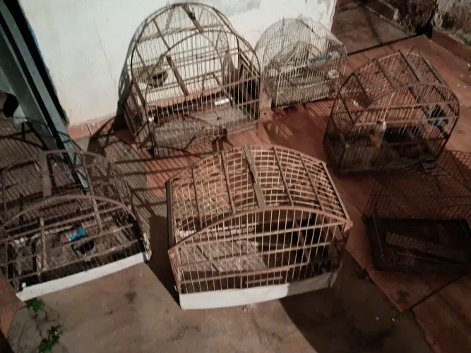 Gaiolas 5