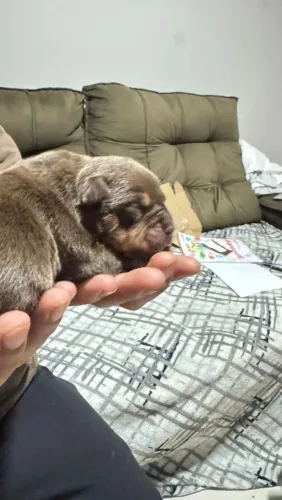 Filhote American Bully macho tri chocolate pedigree 