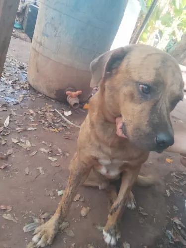 Cachorro vira lata misturado com Pitbull 
