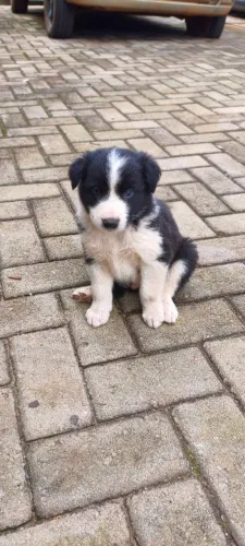 Filhotes border collie ,com 40 dias