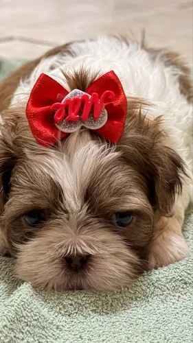 Shih Tzu Fêmea Filhote - Linda Tricolor