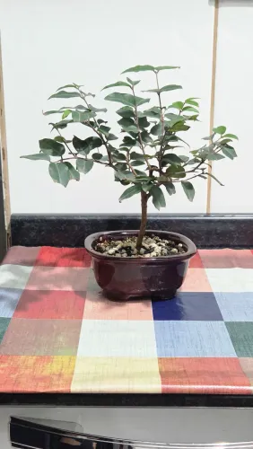 Bonsai Jabuticabeira 3 anos