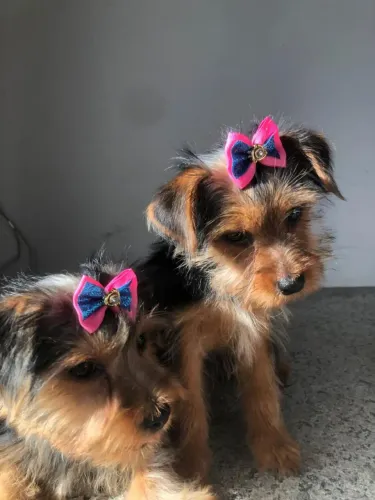 Lindas fêmeas de Yorkshire Terrier 